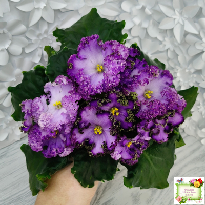 АВ-Пенная Вечеринка (Фиалковод) 2021 г.