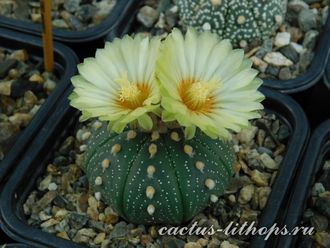 Astrophytum asterias_2 - 5 семян