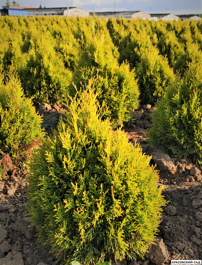 Голден Смарагд доставка - Красовский-Сад.рф