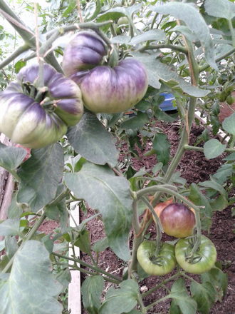 Семена томата Большой Желто - Синий