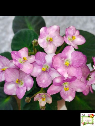 Heinz's Bubbles (H.Dornbusch) (лист посажен 30.01.26)