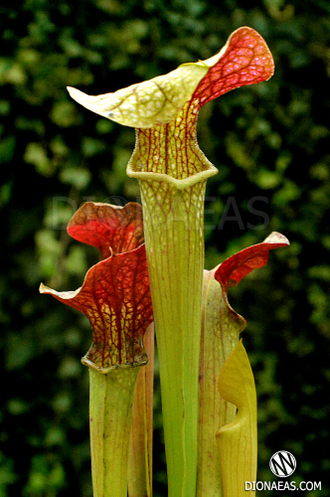 Sarracenia Elegant Hat