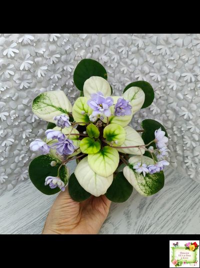 ЛЕ-Хрустальный Водопад Голд (Е. Лебецкая /С. Новгородова) 2018 трейлер