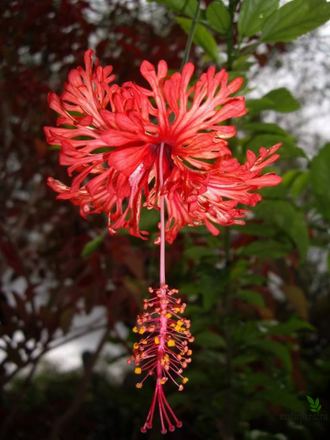 Гибискус Schizopetalus