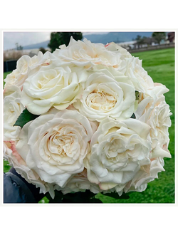 Вайт Эшли(White Ashley)