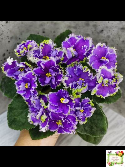 НД-Цветок Сирени (Н.Данилова-Суворова) 2022 г.