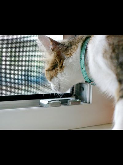 АНТИКОШКА (Анти-москитная сетка)