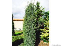 Можжевельник обыкновенный Мейер в сетке и мешковине готова к доставке - Красовский-Сад.рф
