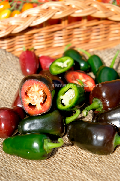 Перец острый Jalapeño Блэк Маррокан, (10 шт)