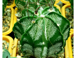 Astrophytum capricorne (D=50-60 мм)