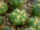 Gymnocalycium buenekeri GF 260 (D=15-20 мм)