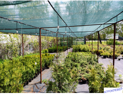 Фоггер для полива