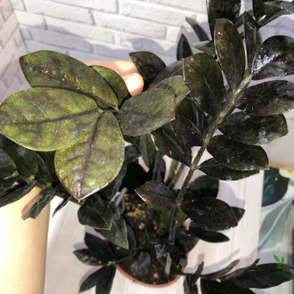 Замиокулькас Равен (Ворон) / Zamioculcas Raven