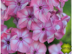 ФЛОКС МЕТЕЛЬЧАТЫЙ "ГЕРКУЛЕС" огромные цветы, куст крепкий