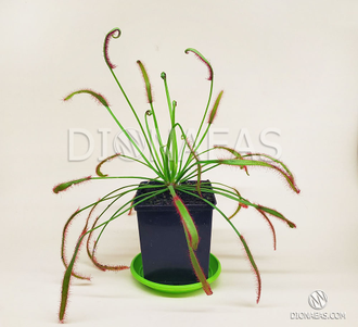 Drosera capensis "Giant"