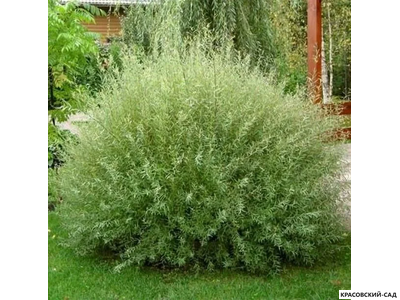 Ива пурпурная Нана - Nana