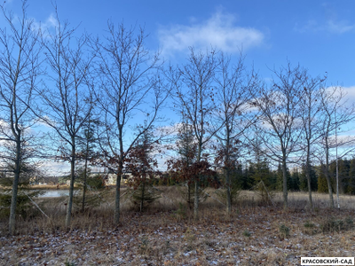 Дуб красный