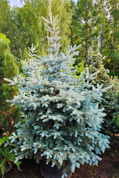 Ель колючая Edith