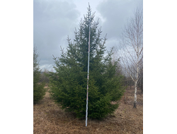 Саженцы хвойных деревьев