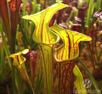 Sarracenia Flava var. Rubricorpora