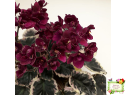 Black Jewel (H.Pittman) 02/14/04