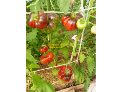 Томат Сербское волшебство (Magia Serbia)