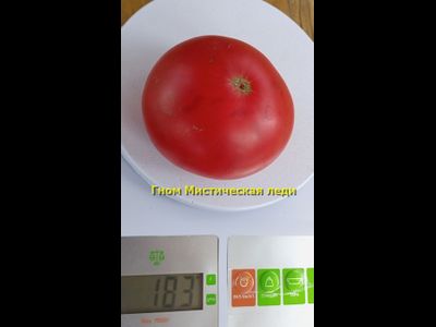 Томат Таинственная леди Dwarf Mystic Lady, Мистическая леди)