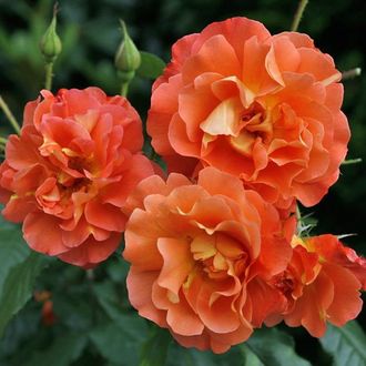 Вестерланд/Вестерленд (Westerland) роза