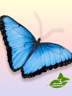 Голубой морфо размах крыльев 13-15 см.