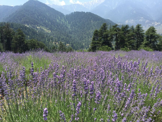 Лаванда горная (Lavandula angustifolia), Кашмир (30 мл) - 100% натуральное эфирное масло