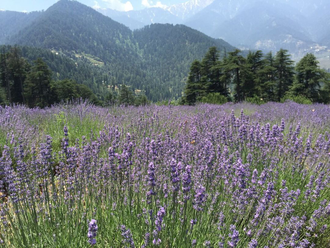 Лаванда горная (Lavandula angustifolia), Кашмир 2 г абсолю