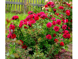 Александр,Усынин.2018