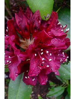 Рододендрон  Kali