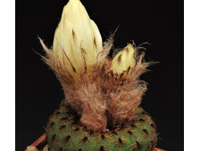 Frailea phaeodisca v.cupularia  PR 30 - 5 семян