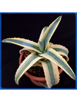 Agave americana 'Marginata'