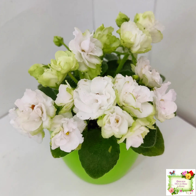 Irish Flirt mini (S.Sorano)