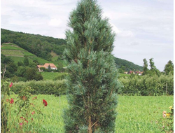 Сосна черная Fastigiata, C3