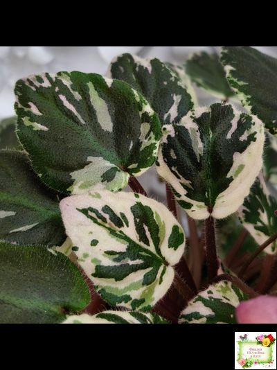 Mac&#039;s 1306-2 (G.McDonald) трейлер