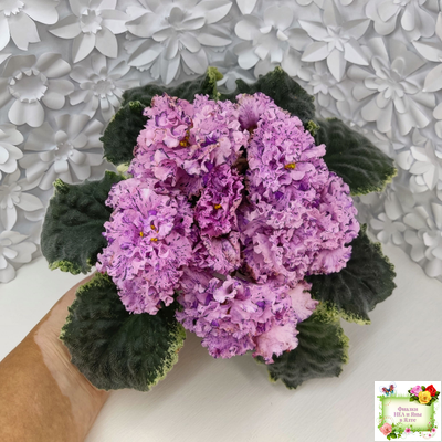 АВ-Розовое Шампанское (Фиалковод) 2020 г.