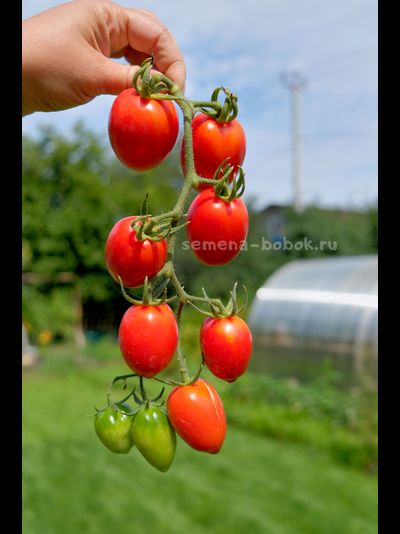 Томат Алма-Атинский Красный Тюльпан, 10 шт.