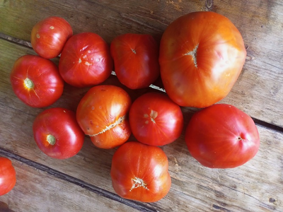 Томат Червен Градински (Cherven Gradinski, Болгария)