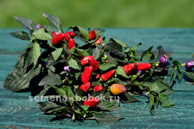 Перец острый TRINIDAD PURPLE COFFEE, 10 шт