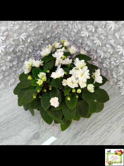 ЛЕ-Жемчужинка (Е. Лебецкая) 2018 г. трейлер