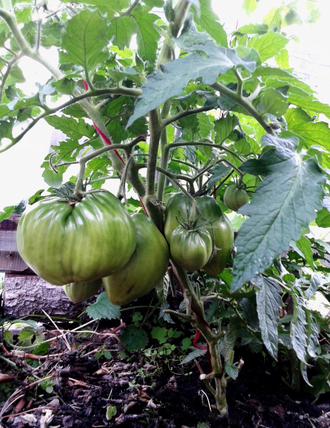 Семена томата Пурпурное сердце Гном
