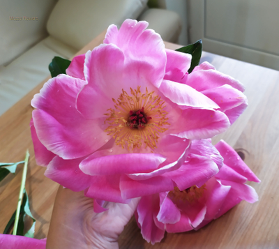 "Лист и лепесток пион Танцующая Бабочка" силиконовые молды (вайнеры)