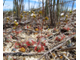 Геммы Drosera Sargentii