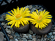 Lithops hookeri v.subfenestrata (syn.brunneoviolacea) C019 - 10 семян