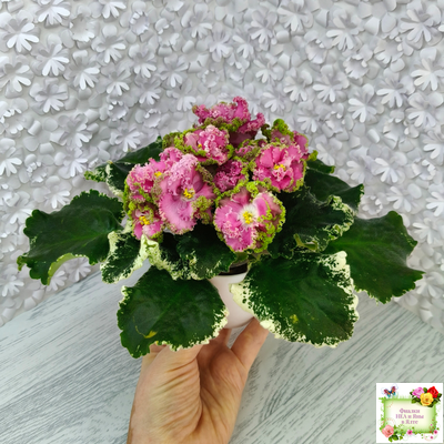 МТ-Яблочные Облака (М. Тотиева) 2023 г.