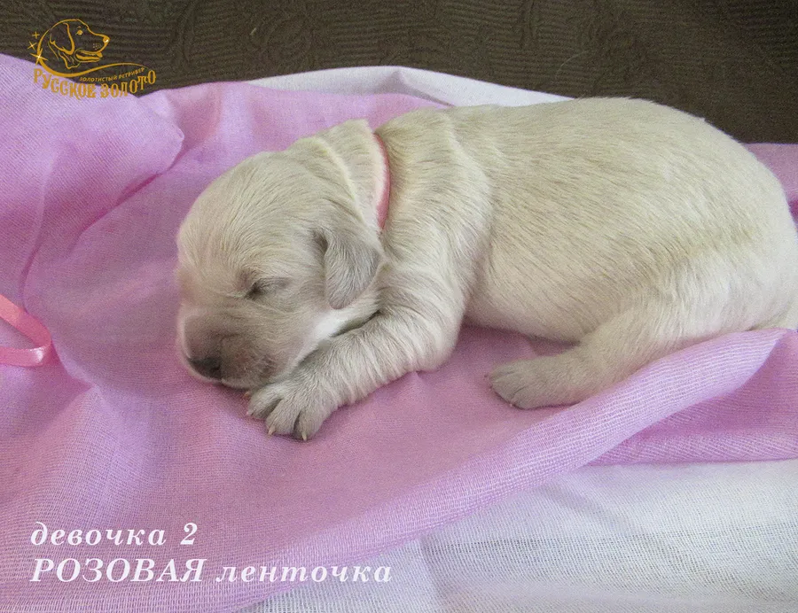 ДОМА = Девочка РОЗОВАЯ ленточка, 5 дней. ДР 28.01.20. 