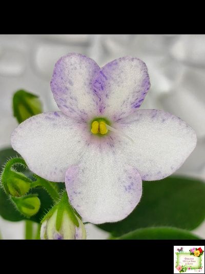 Белый Клоун (Е. и Я. Немчиновы) 2025 г. трейлер (пасынок укоренённый)